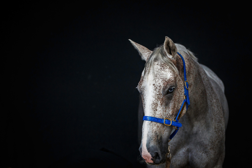Tom Tarver's Popeye. Copyright Photo: Libby Law Photography