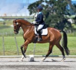 Penny Pearce - Lord Alexis  -  Dressage NZ Development Squad
